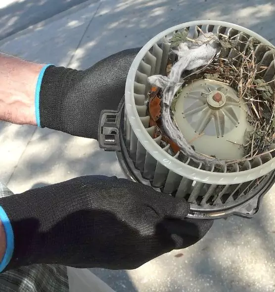 About Air Duct Mice Removal in Gainesville, GA